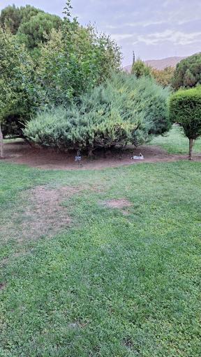 عکس باغ ارم