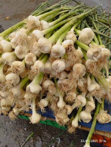 عکس چهارشنبه بازار