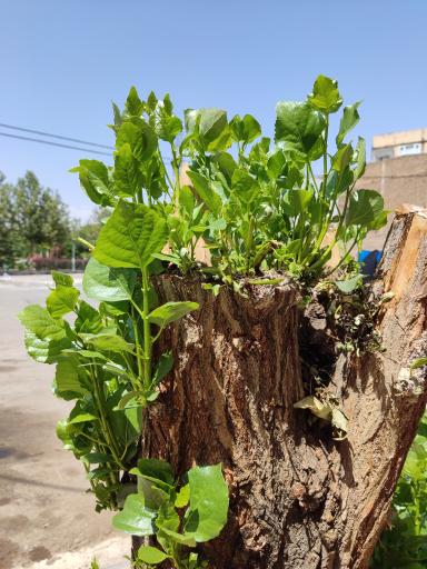 عکس زمین بازی کودکان