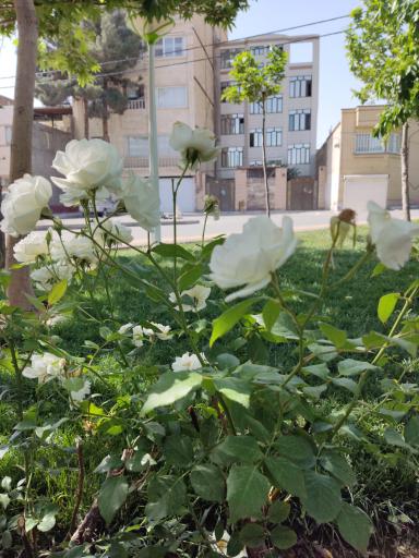 عکس زمین بازی کودکان
