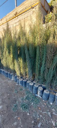 عکس فارس نهال