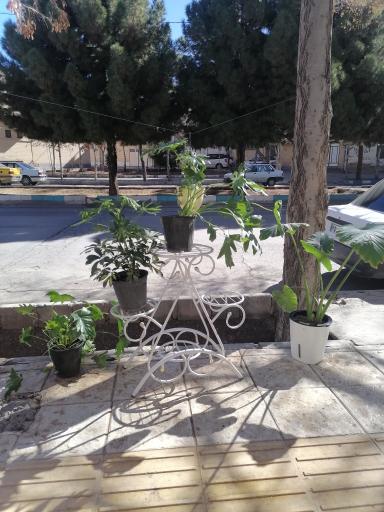 عکس گلسرای سعادت