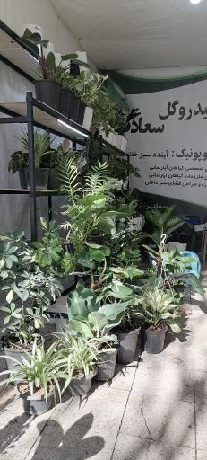عکس گلسرای سعادت