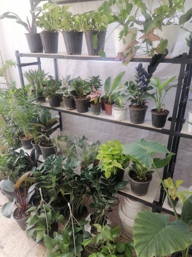 عکس گلسرای سعادت