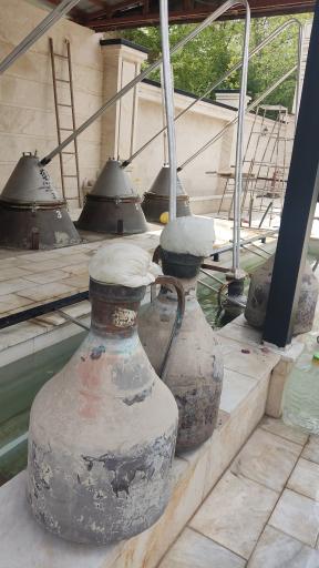عکس گلابگیری اطلس کعبه