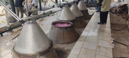 عکس گلابگیری اطلس کعبه
