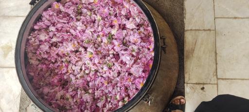 عکس گلابگیری اطلس کعبه