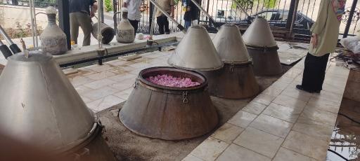 عکس گلابگیری اطلس کعبه