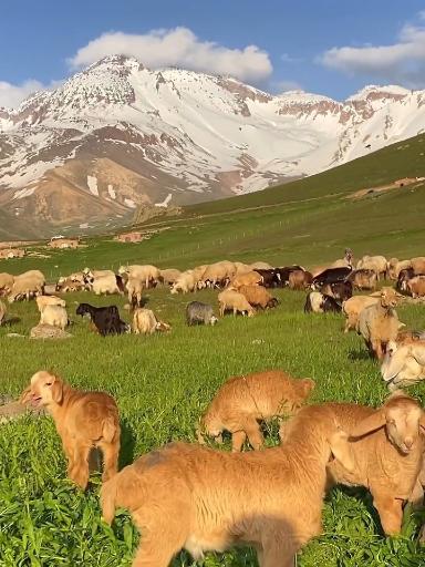 عکس دشت مغان