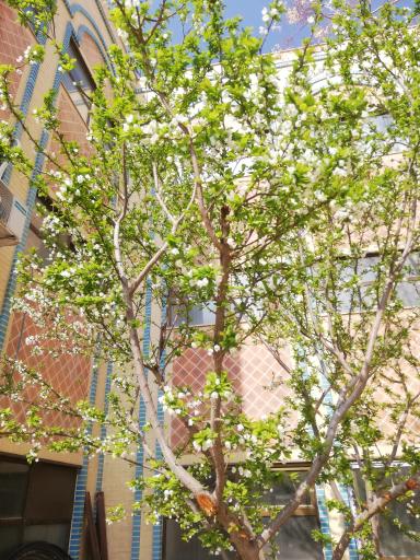 عکس حوزه علمیه خواهران