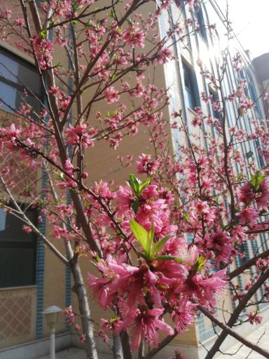 عکس حوزه علمیه خواهران