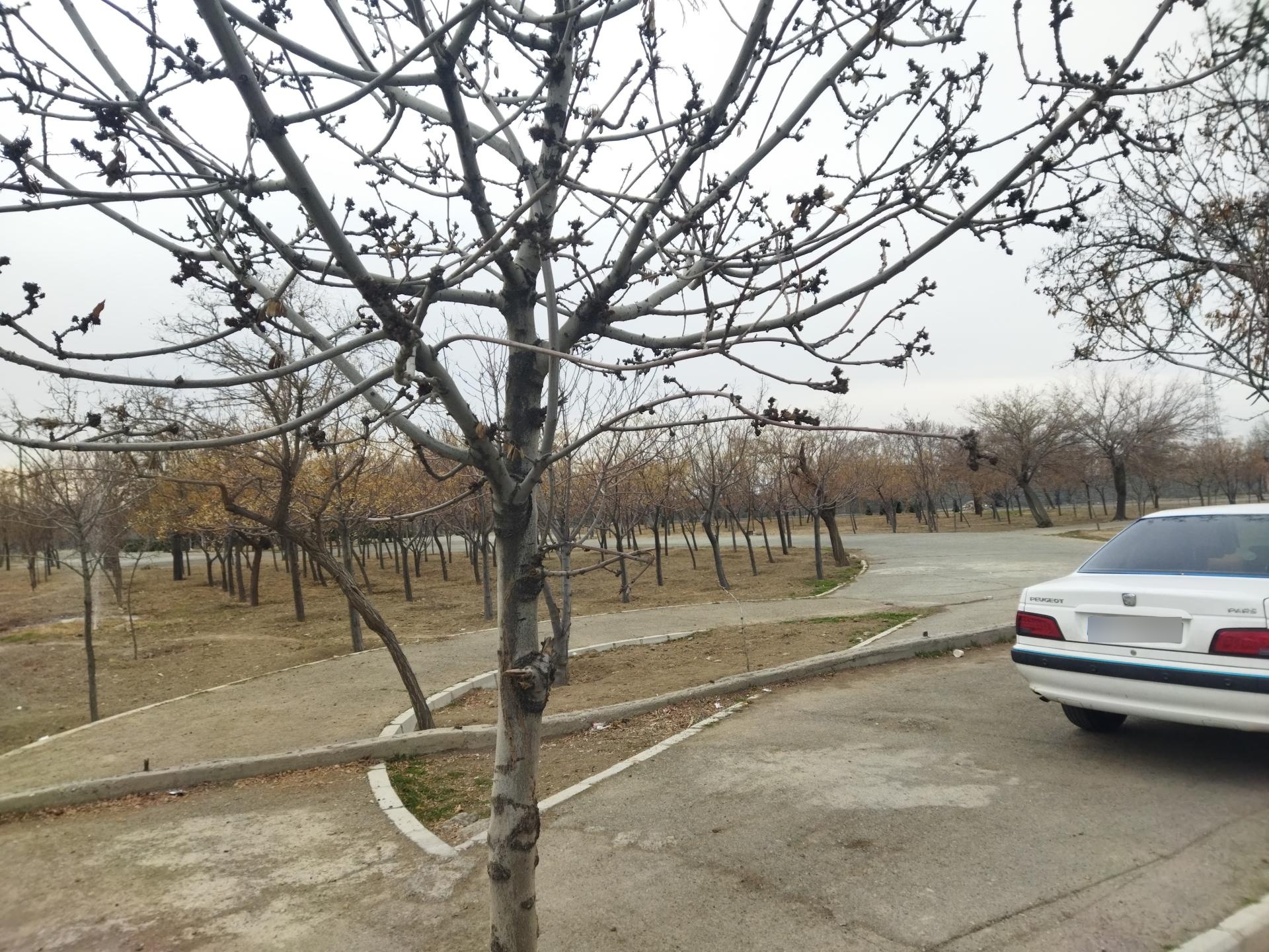 عکس بوستان مولانا