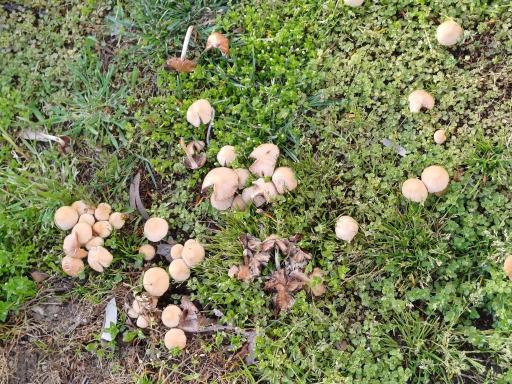 عکس بوستان  عفاف (امید)