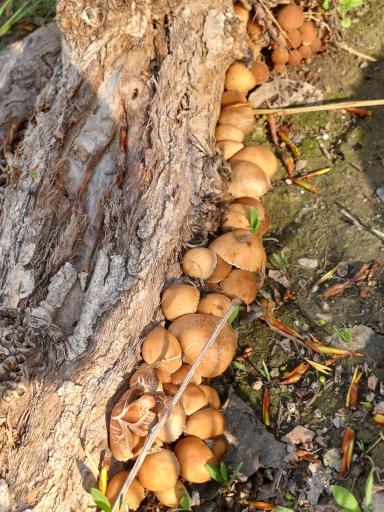 عکس بوستان  عفاف (امید)