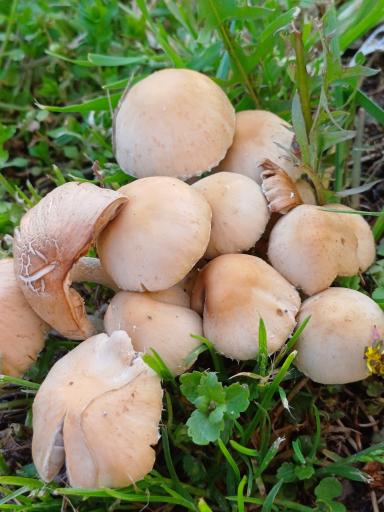 عکس بوستان  عفاف (امید)