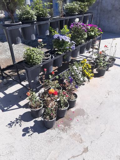 عکس گلخانه لوماتیا