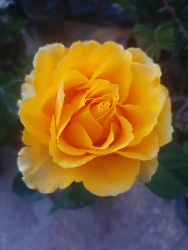 عکس گلخانه لوماتیا