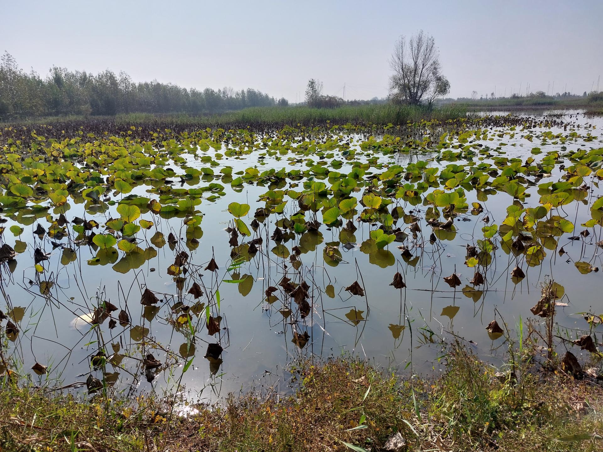 عکس تالاب نیلوفر آبی بابلسر