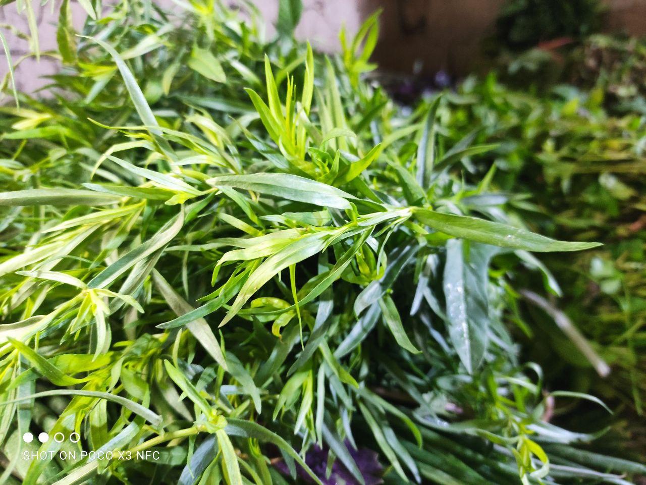 عکس باغ سبزی فروشی