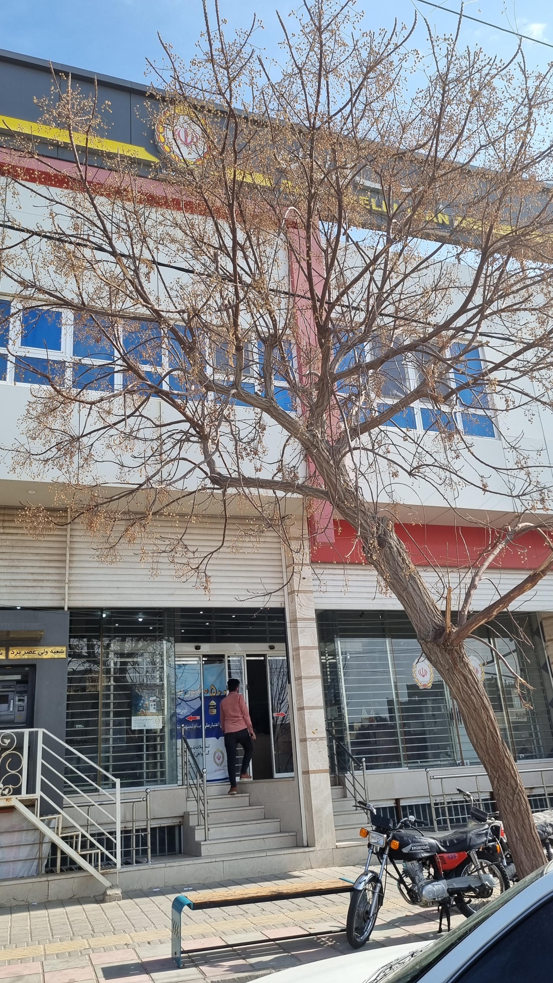 عکس بانک ملی شعبه محله مریم آباد