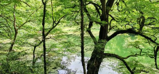 عکس دریاچه فراخین