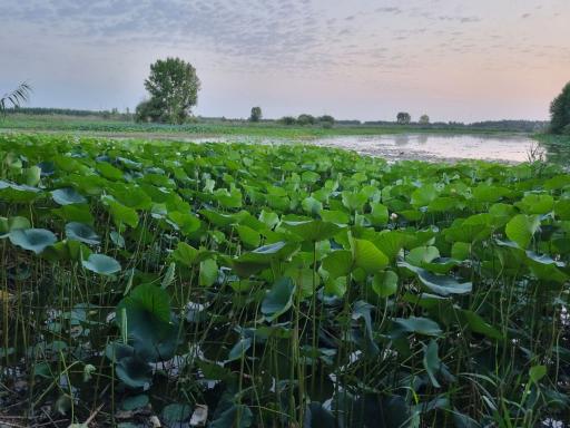 عکس تالاب نیلوفر آبی بابلسر