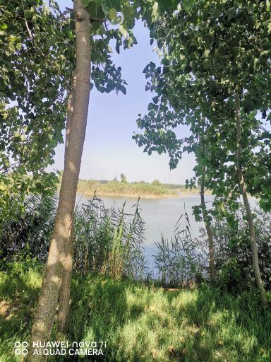 عکس تالاب نیلوفر آبی بابلسر