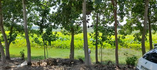 عکس تالاب نیلوفر آبی بابلسر