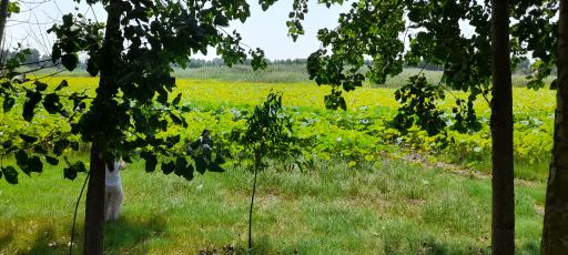 عکس تالاب نیلوفر آبی بابلسر