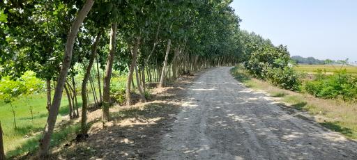 تالاب نیلوفر آبی بابلسر