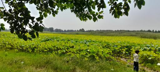 عکس تالاب نیلوفر آبی بابلسر