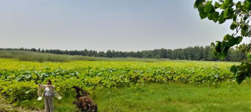 تالاب نیلوفر آبی بابلسر