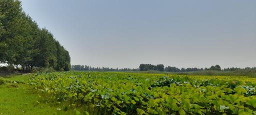 تالاب نیلوفر آبی بابلسر