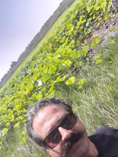 عکس تالاب نیلوفر آبی بابلسر