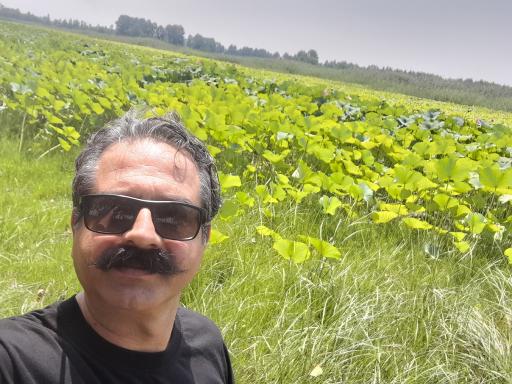 عکس تالاب نیلوفر آبی بابلسر