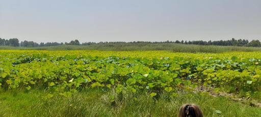 عکس تالاب نیلوفر آبی بابلسر