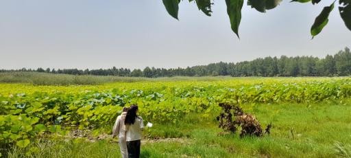 عکس تالاب نیلوفر آبی بابلسر