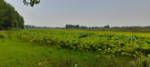 عکس تالاب نیلوفر آبی بابلسر