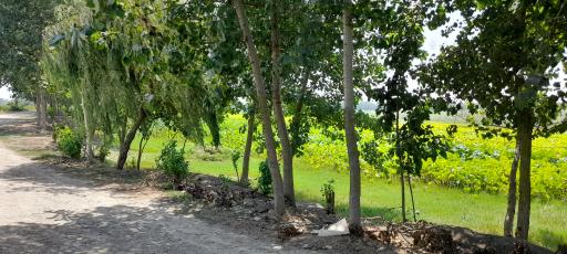 عکس تالاب نیلوفر آبی بابلسر