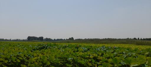 عکس تالاب نیلوفر آبی بابلسر