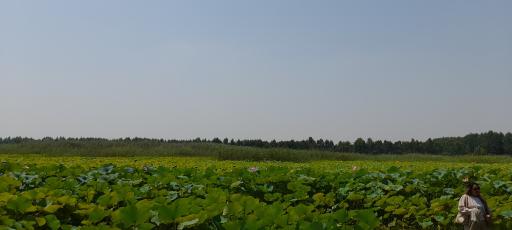 عکس تالاب نیلوفر آبی بابلسر