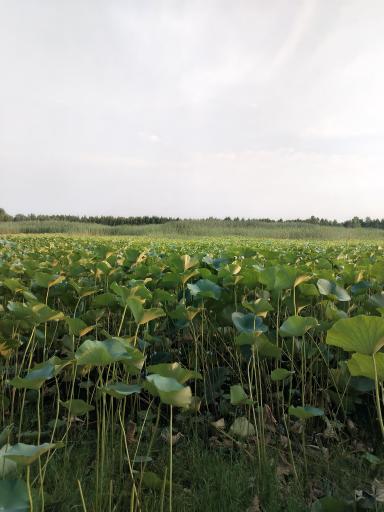 تالاب نیلوفر آبی بابلسر