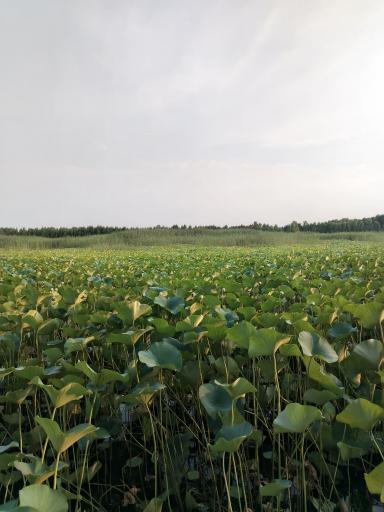 تالاب نیلوفر آبی بابلسر