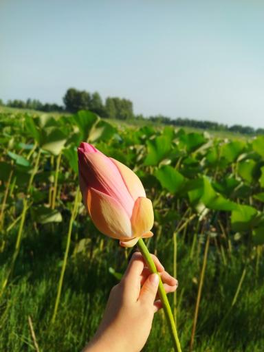 تالاب نیلوفر آبی بابلسر