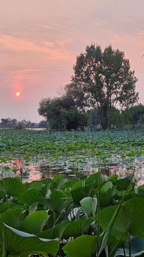 عکس تالاب نیلوفر آبی بابلسر