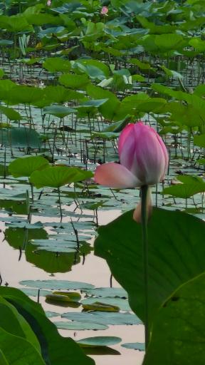 عکس تالاب نیلوفر آبی بابلسر