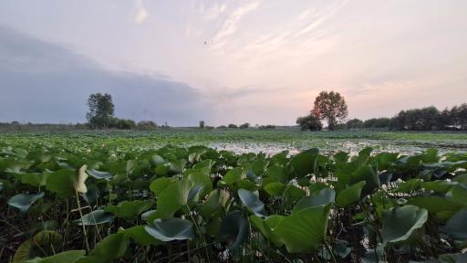 عکس تالاب نیلوفر آبی بابلسر