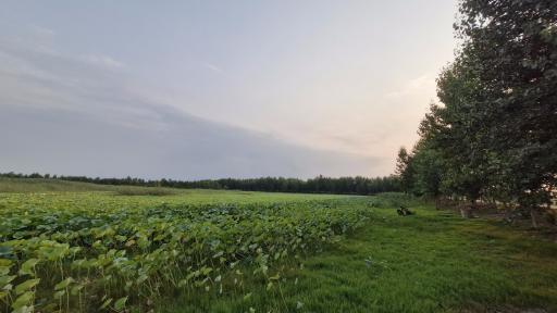 تالاب نیلوفر آبی بابلسر