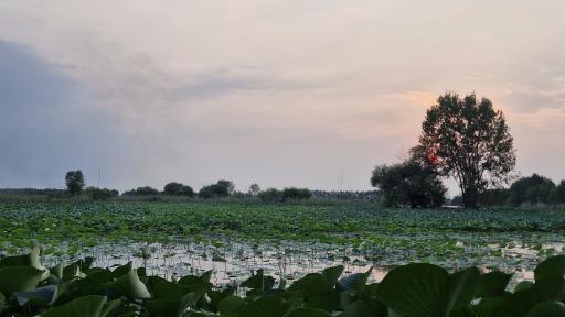 عکس تالاب نیلوفر آبی بابلسر