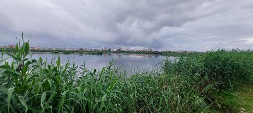 عکس تالاب نیلوفر آبی بابلسر